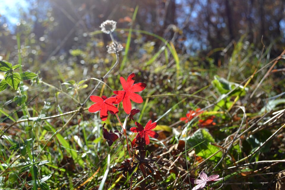 Nature autumn november sun