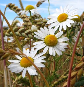 Flora mayweed scentless