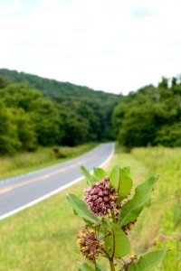 Milkweed along Skyline Drive