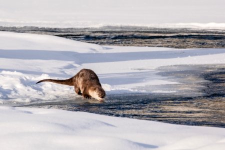 River otter takes a drink from Lamar River photo