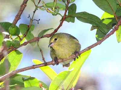 ANIANIAU (4-25-2018) kokee state park, kauai co, hawaii -02