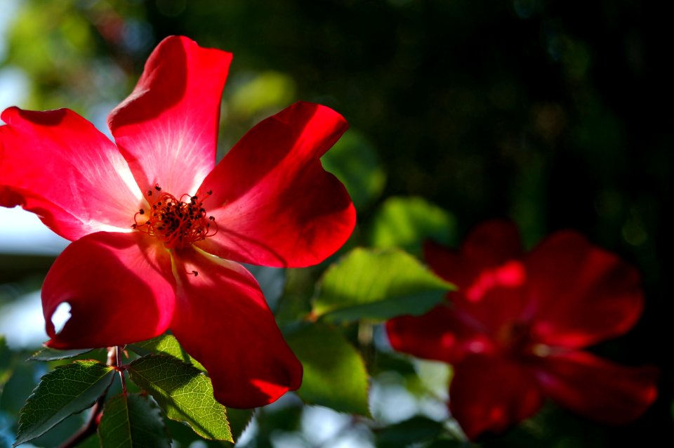 Roses in the backlight, early summer. #01