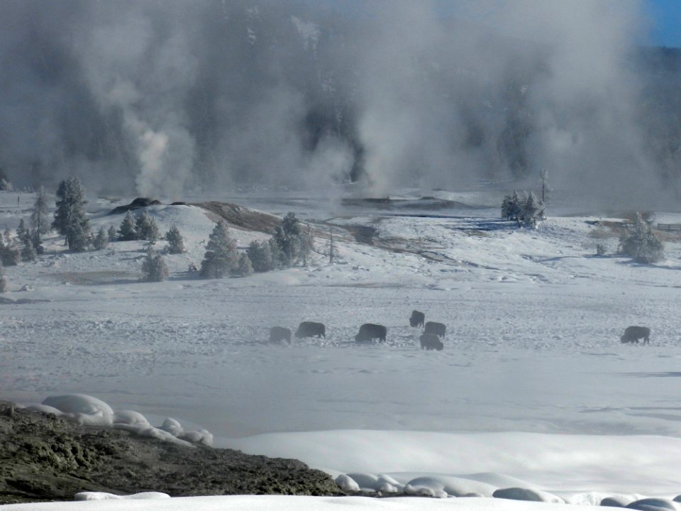 Bison grazing in the Upper Geyser Basin