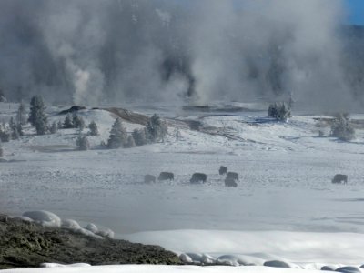 Bison grazing in the Upper Geyser Basin