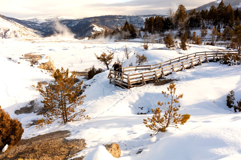 Inspecting tracks in the snow at Mammoth Hot Springs during winter photo