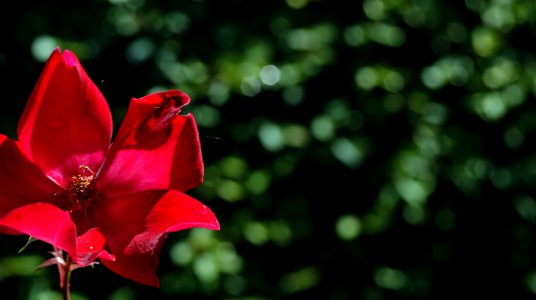 Roses in the backlight, early summer. #03