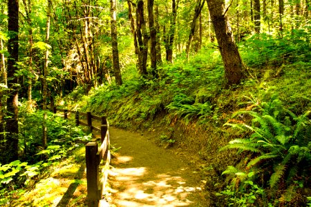 Susan Creek Hiking Trail, Oregon photo