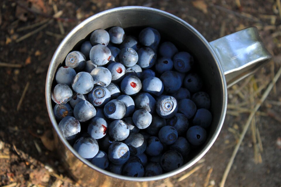 Mug with blueberries summer food