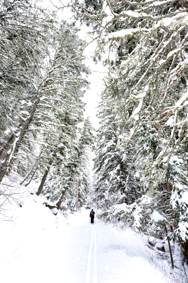 A skier head through a snowy forest along Emigrant Creek (portrait)