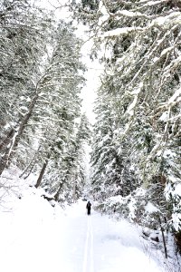 A skier head through a snowy forest along Emigrant Creek (portrait)