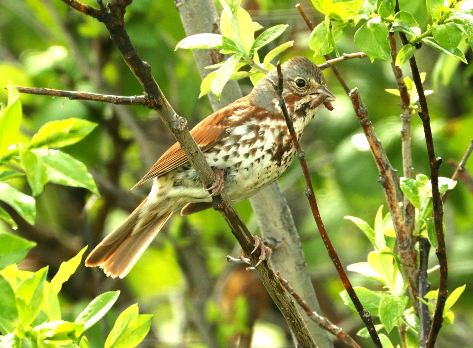 891 - FOX SPARROW (6-11-2019) zabria, denali highway, ak   (1)