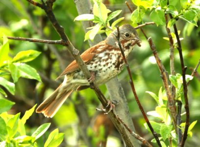 891 - FOX SPARROW (6-11-2019) zabria, denali highway, ak   (1)