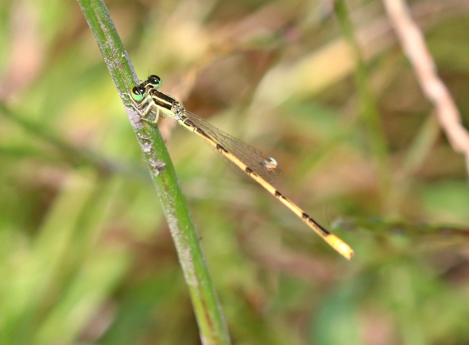 CITRINE FORKTAIL (Ischnura hastata) (9-27-2020) pena blanca lake, santa cruz co, az -01 male