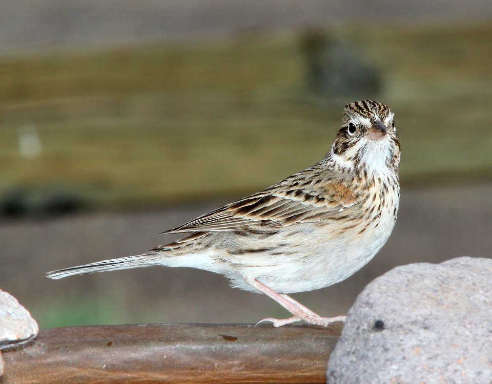 877 - VESPER SPARROW (3-21-11) 78 circulo montana, patagonia lake ranch estates, scc, az  (3)