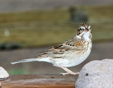 877 - VESPER SPARROW (3-21-11) 78 circulo montana, patagonia lake ranch estates, scc, az  (3)