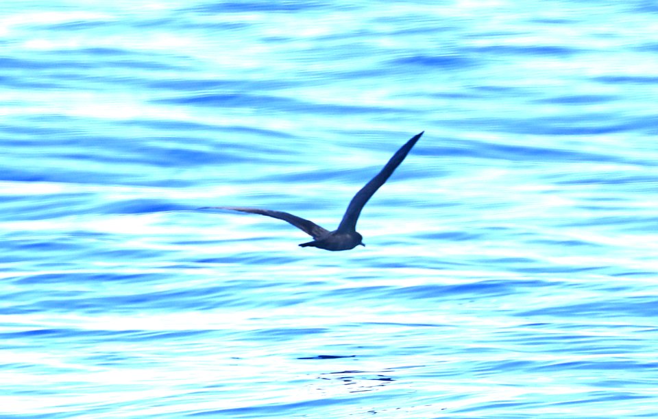 BULWER'S PETREL (9-15-2017) kona pelagic trip, kona, hawai'i co, hawaii -03