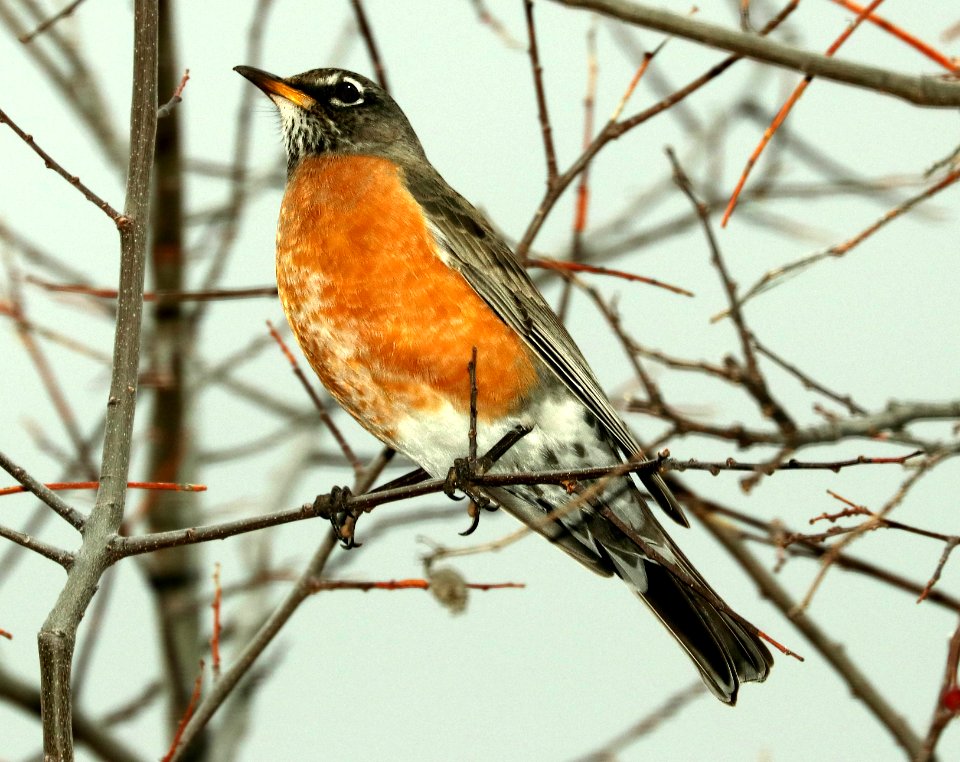 756 - AMERICAN ROBIN (2-14-2019) proctor road trail, madera canyon, pima co, az -01