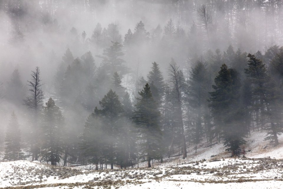Fog rolling through the trees in Lamar Valley (2)