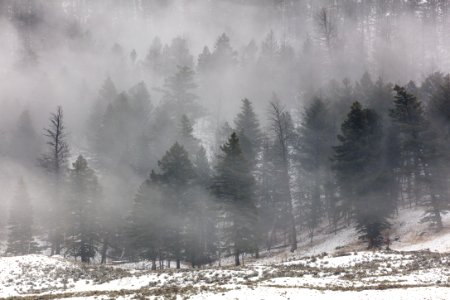 Fog rolling through the trees in Lamar Valley (2)