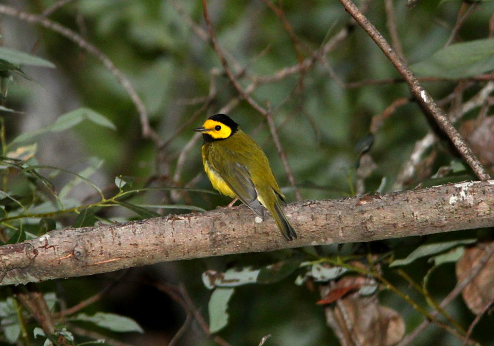 WARBLER, HOODED (8-28-09) cerro alto cg road, slo co, ca -04