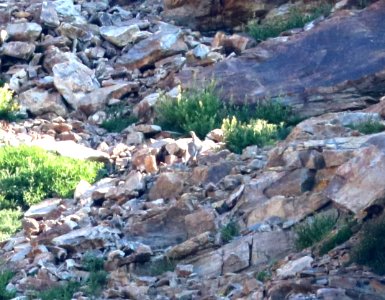 072 - HIMALAYAN SNOWCOCK (8-1-2016) 10,000 ft,, ruby mts., elko co, nv -02