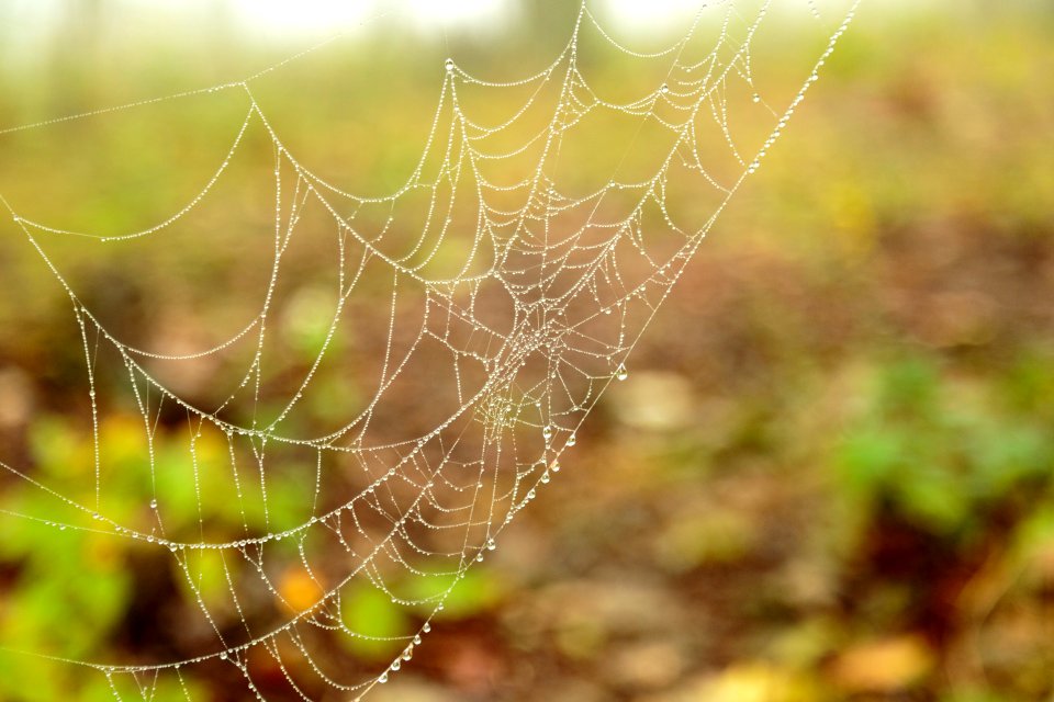 Spider Web