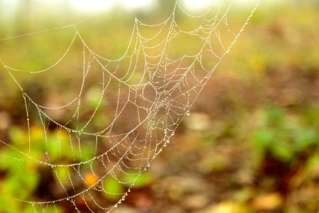 Spider Web photo