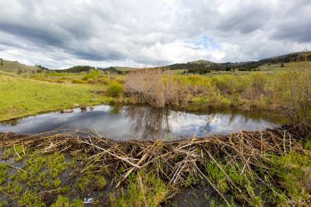 Beaver pond, Lamar Valley photo