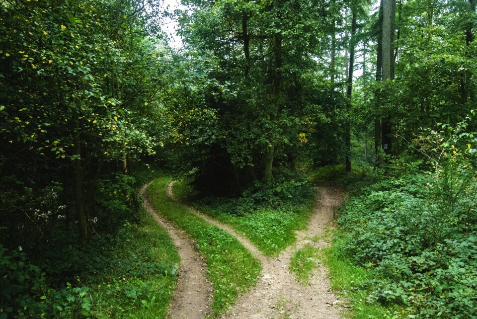 Park trail green