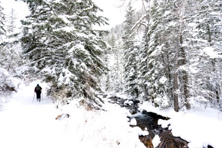 A skier head through a snowy forest along Emigrant Creek (2)