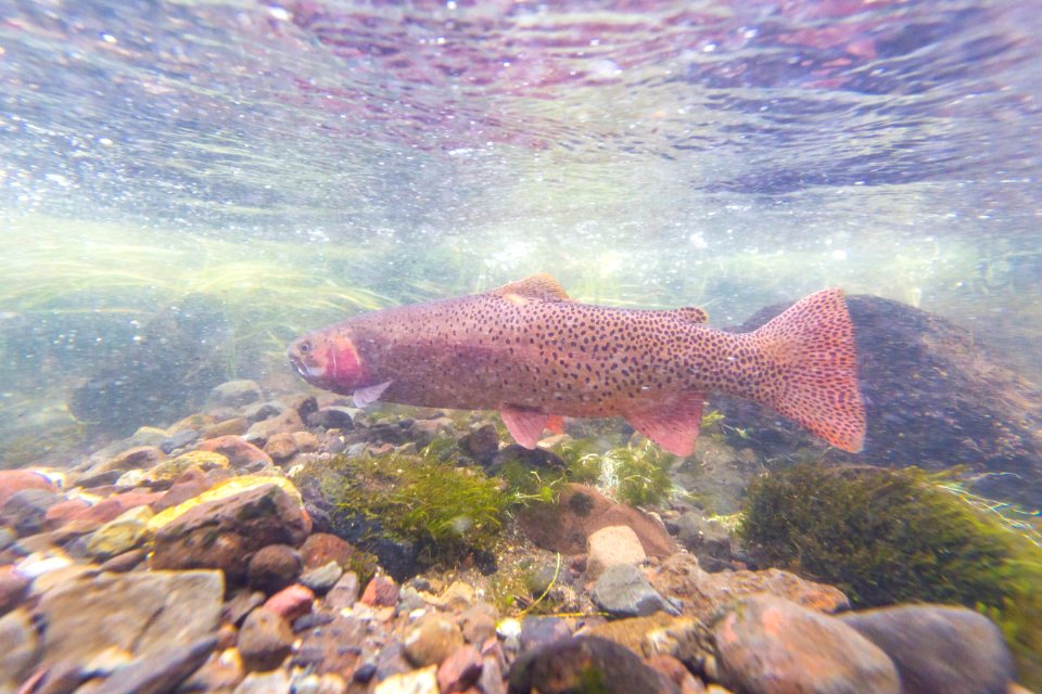 Spawning Yellowstone cutthroat trout (Oncorhynchus clarkii bouvieri) (3)