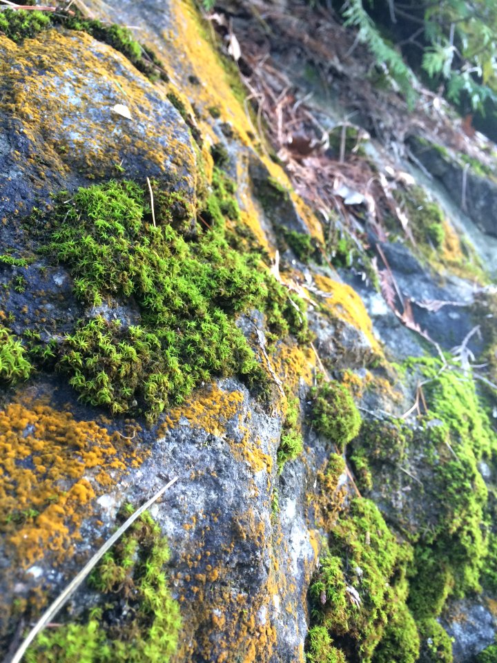 Moss Growing on a Rock at Pink Lake