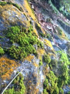 Moss Growing on a Rock at Pink Lake