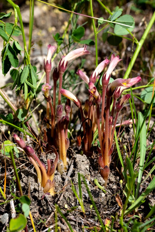 Clustered broomrape - Orobanche fasciculata