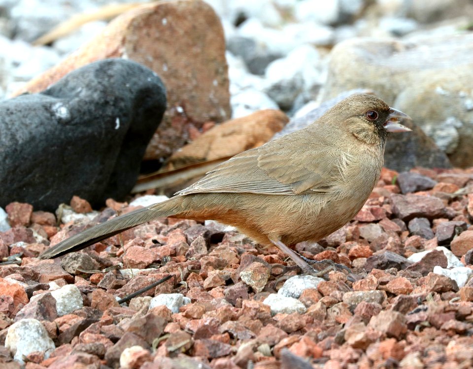 865 - ABERT'S TOWHEE (2-16-2019) hereford, az -02