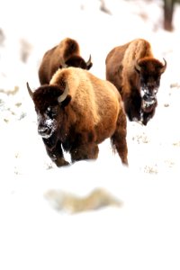 Bison migrating near Blacktail Ponds