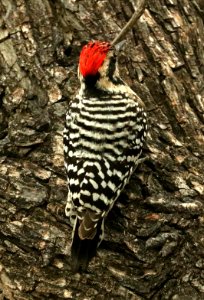 533 - LADDER-BACKED WOODPECKER (2-14-2019) paton's, patagonia, santa cruz  co, az -01