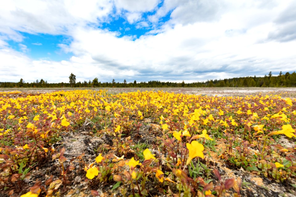 Yellow monkeyflower (Mimulus guttatus) along Firehole Lake Drive