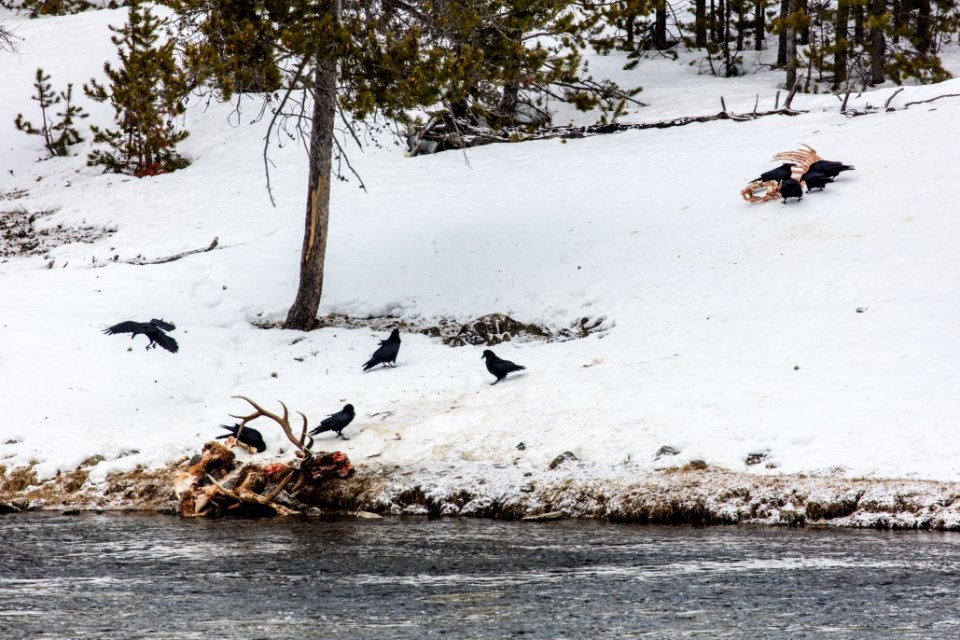 Raven scavenging an elk carcass