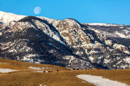 Full moon setting over Electric Peak with bison photo