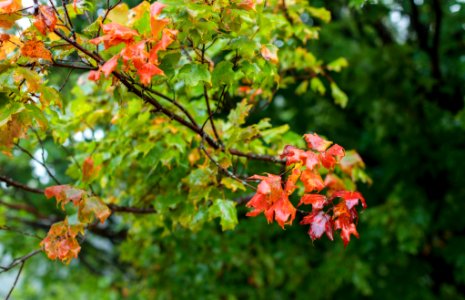 Early Fall Maple photo