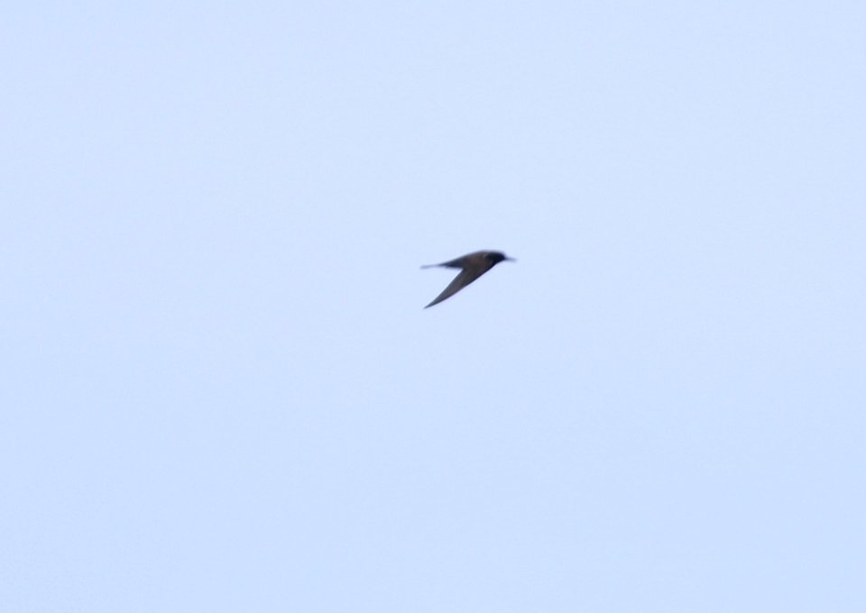 SOOTY TERN (9-15-2017) kona pelagic trip, kona, hawai'i co, hawaii -01