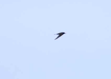 SOOTY TERN (9-15-2017) kona pelagic trip, kona, hawai'i co, hawaii -01