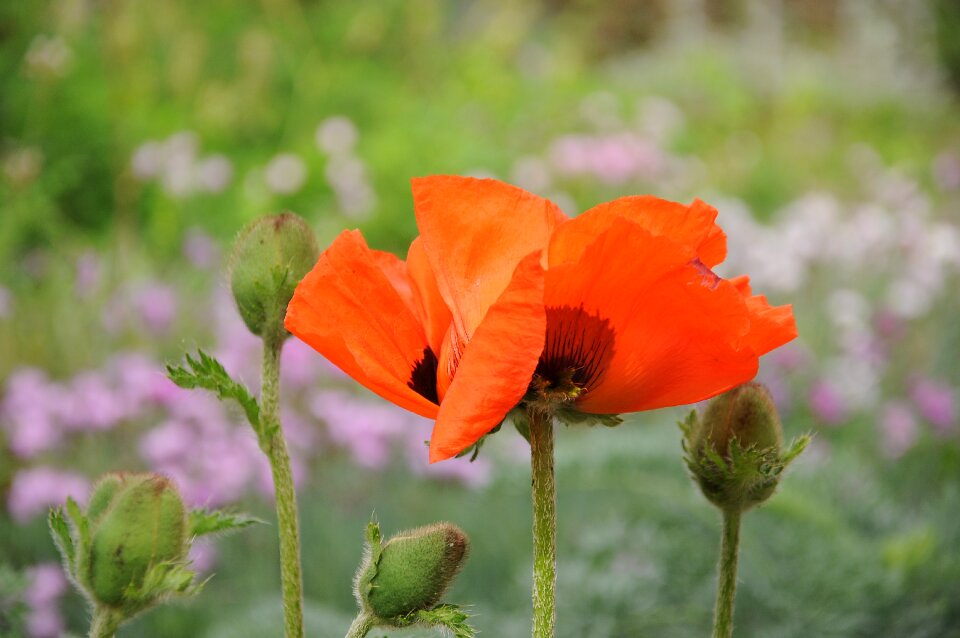 Botany flower switzerland