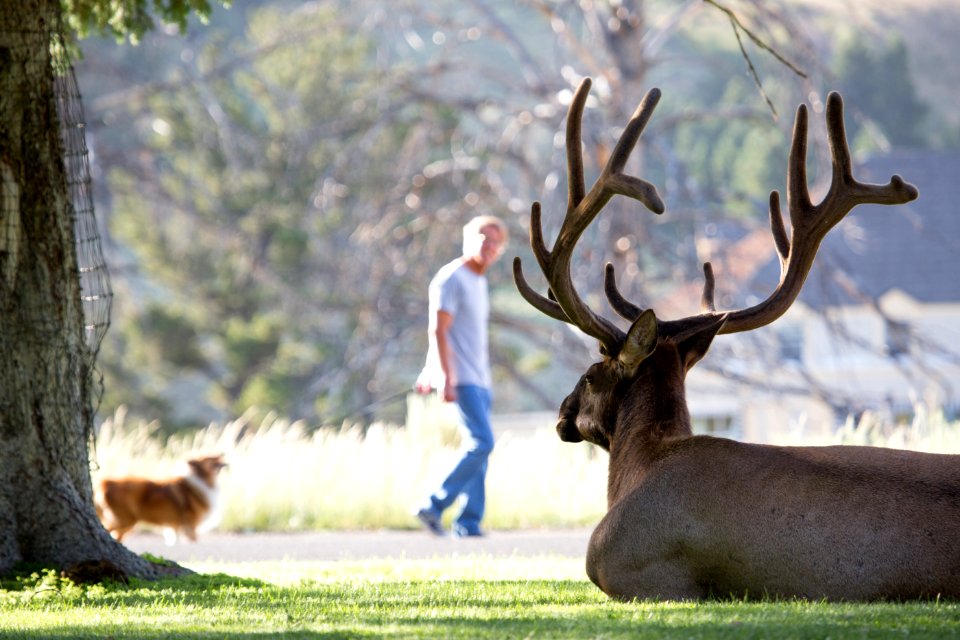 Bull elk at Mammoth
