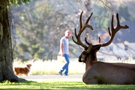 Bull elk at Mammoth