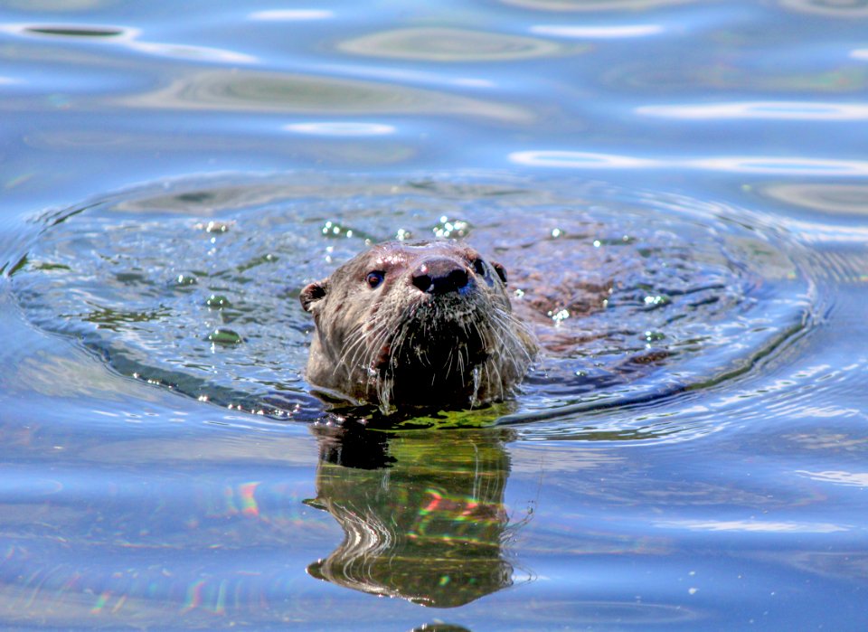 Otter at Trout Lake