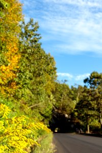 Goldenrod - Tunnel Overlook