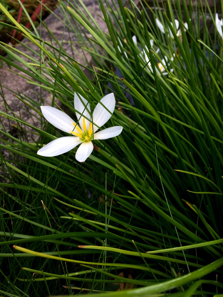 White Flower at the Botanical Garden