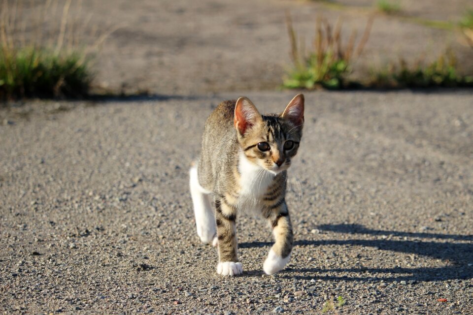 Kitten cat baby mackerel